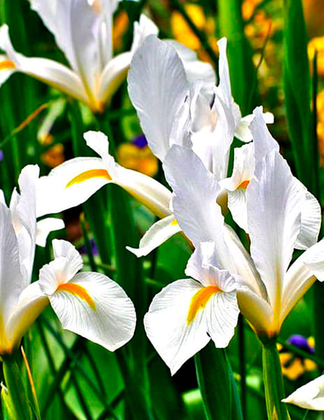 Ирис голландский Аляска Iris hollandica Alaska - купить ...