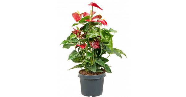 Антуриум Ливиум Ред (Anthurium Livium Red Micro) D7см ...