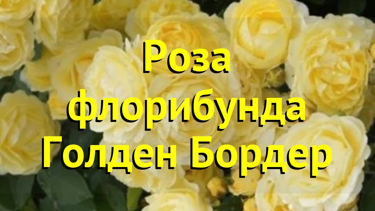 Роза Голден Бордер: отзывы, характеристика и описание сорта ...