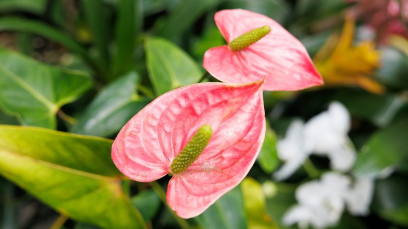 Anthurium in Newbury Park, CA | Angela's Florist and Gifts