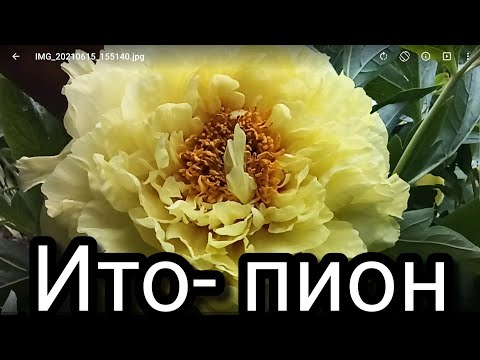 Пион ИТО-гибрид 