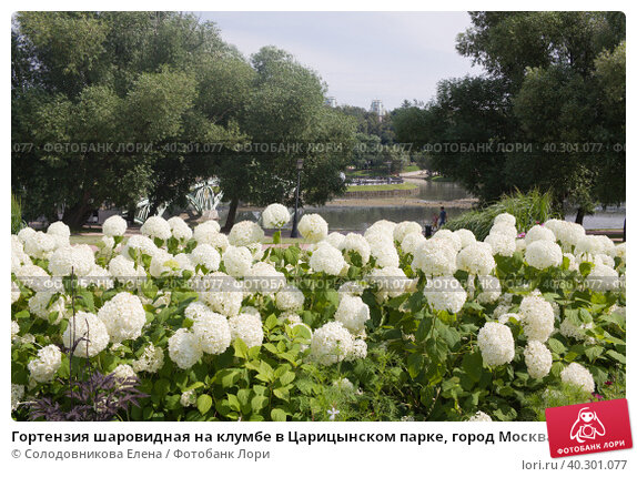 Гортензия древовидная Стронг Аннабель Hydrangea arborescens ...