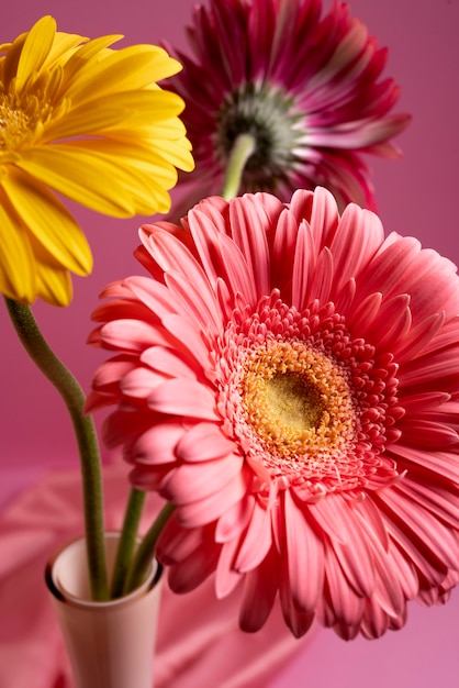 GERBERA DAISY Hot Pink | Baltimore - Owings Mills (MD) Bulk ...