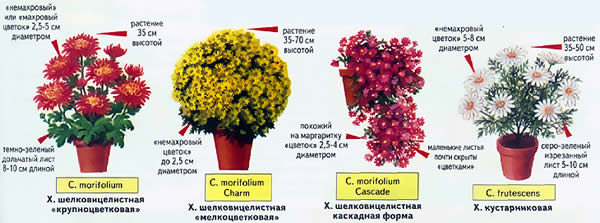 Цветные «шарики» хризантем: как сохранить мультифлору до весны