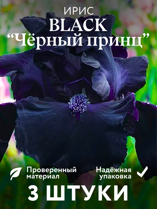 ☘️🌹Ирис - цветок полёта из прошлого в никуда🌹☘️ | Ирина ...