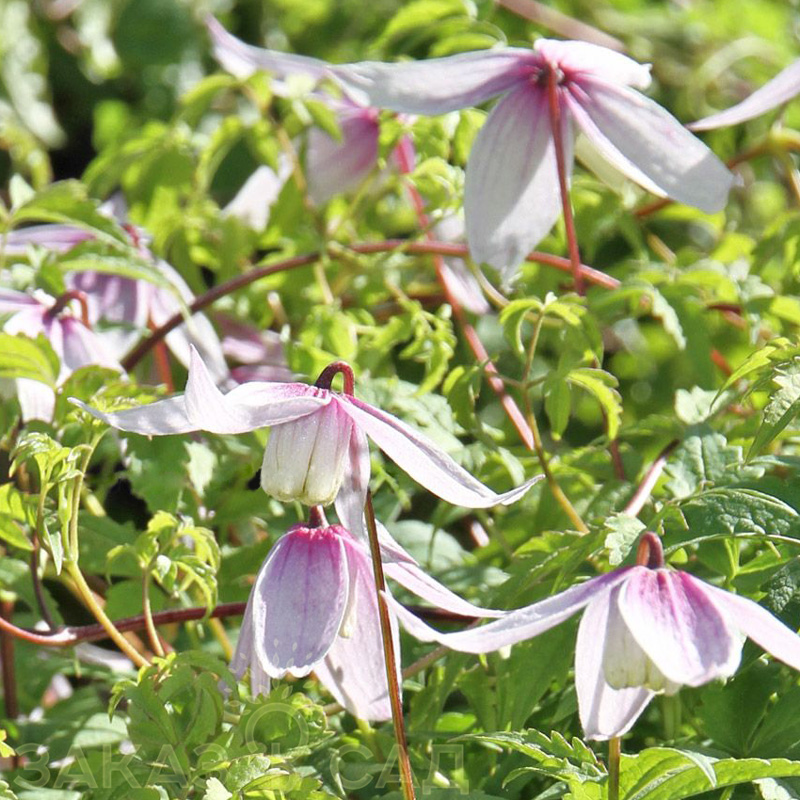 Clematis alpina Willy ...