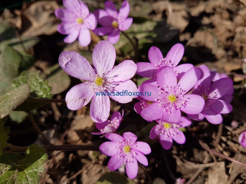 Anemone hepatica ...