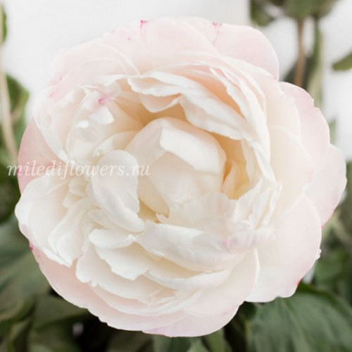 Пион Гардения Paeonia Gardenia 2/3n, 1шт, капер, Колорлайн ...