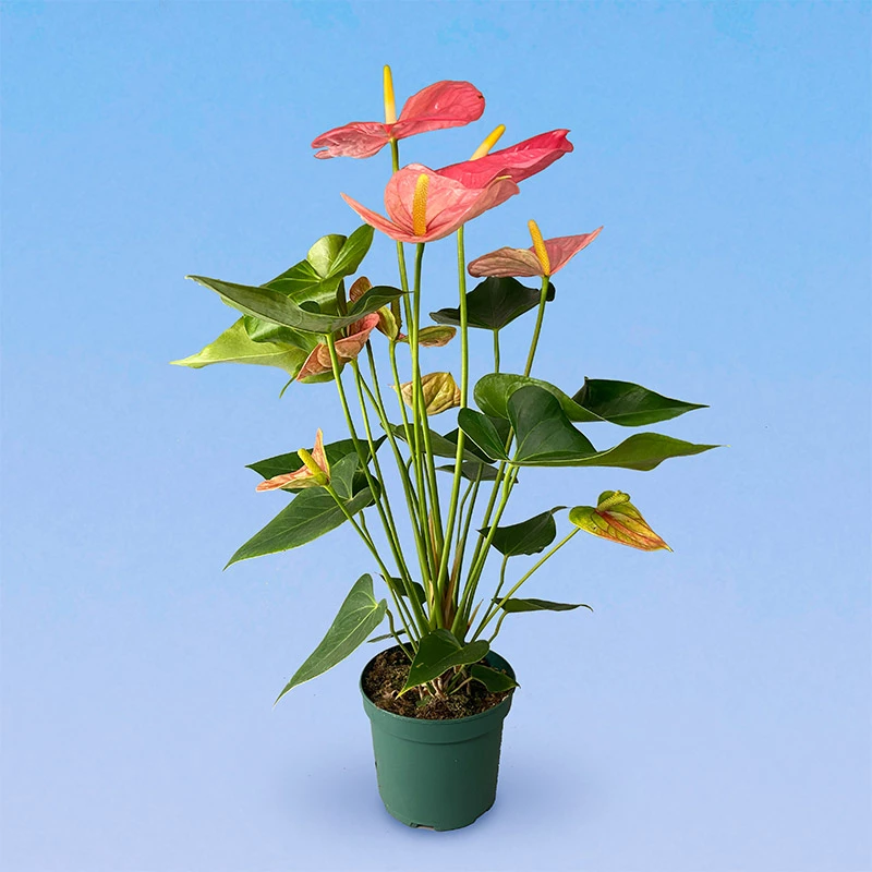 Saturn Anthurium (Anthurium andraeanum 'Saturn') in Denver ...