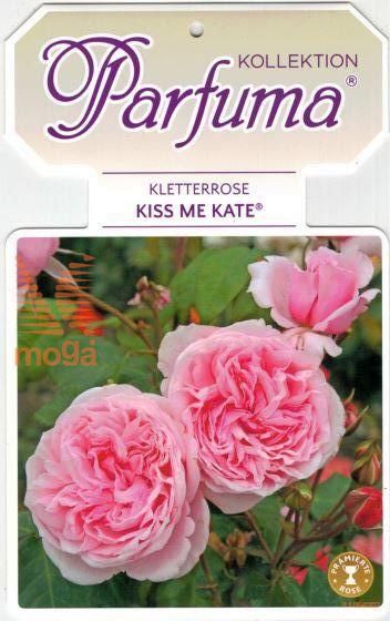 Rosa Kiss Me Kate - Verde-Commerce