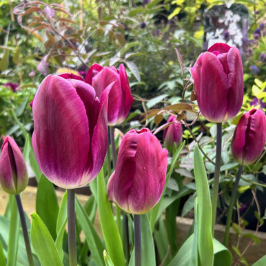 Triumph Tulip, Kansas Proud – Harvesting History