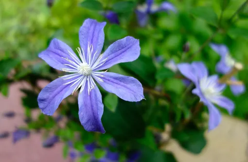 Clematis Lanuginosa William Kennet ...