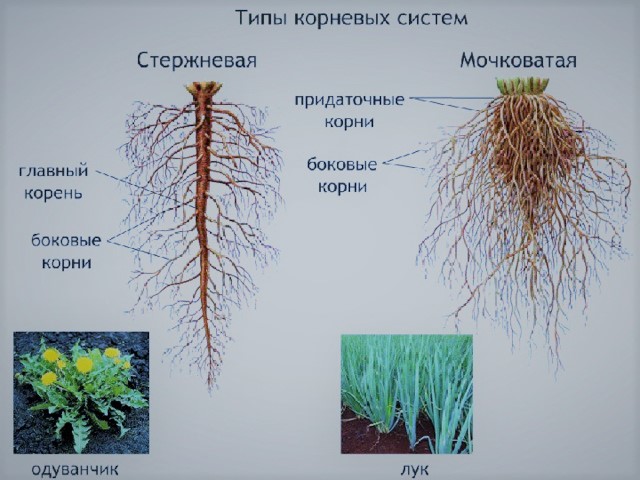 Презентация на тему: 