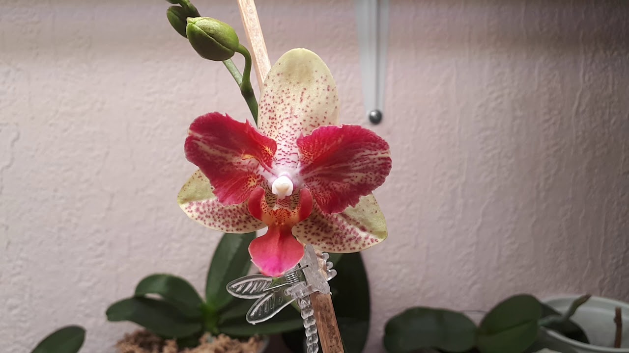 Род орхидей Фаленопсис (Phalaenopsis) (Растения/Виды орхидей ...