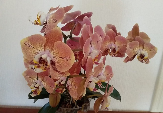 Фаленопсис Пасадена (Phalaenopsis Pasadena) — купить в ...