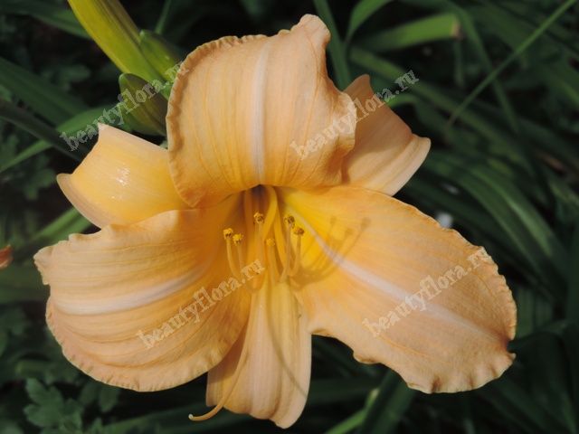 Лилейник гибридный Фоти Секонд Стрит (Hemerocallis hybrid ...