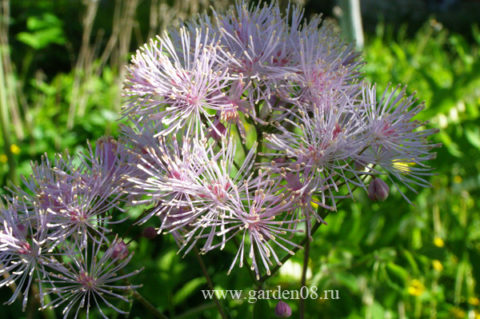 Thalictrum aquilegifolium 'Nimbus Pink ...