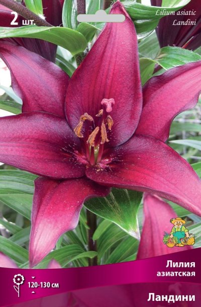 LILIUM NANO DWARF REINESSE | Лилия | Nojus.ee