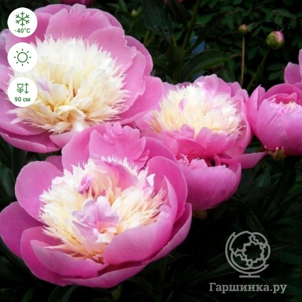 Paeonia Bowl of Beauty - Harrod Horticultural