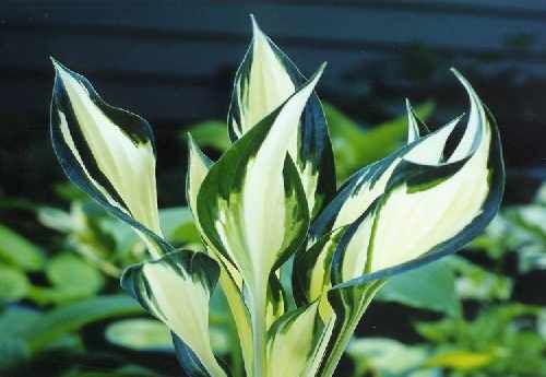 Hosta 'Blue Cadet' - GARDENIDEA