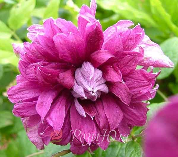 CLEMATIS КЛЕМАТИС - GARDENIDEA