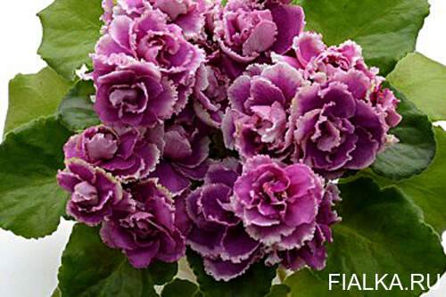 Exclusive New Varieties of OPTIMARA African Violets