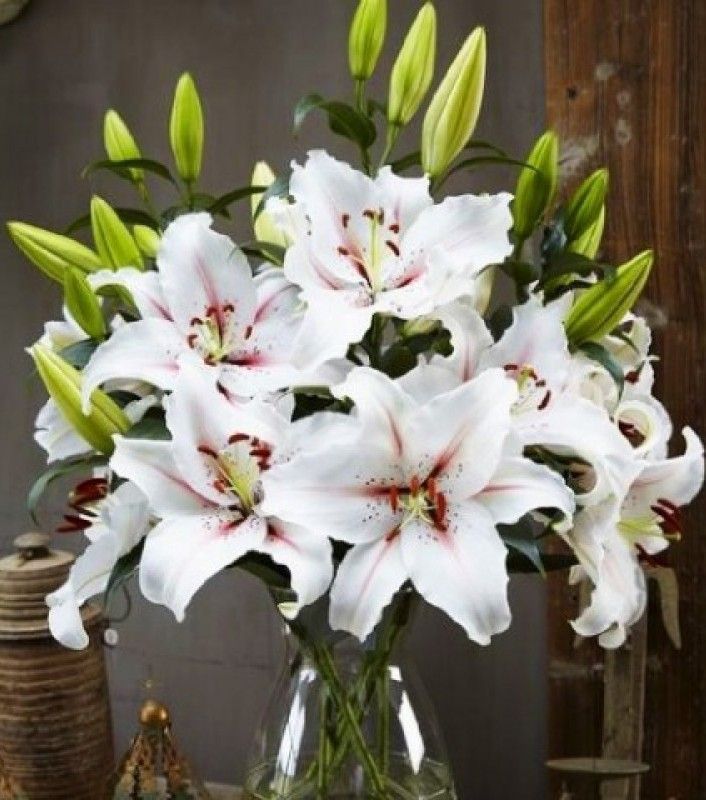 Photo Lilium (Oriental Grp) 'Arabian ...