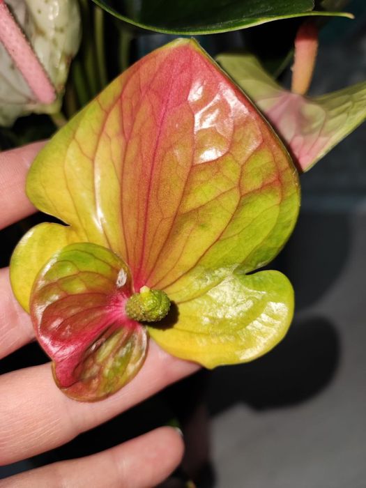 Антуриум (Anthurium Andreanum Fantasy Love) Каталог орхидей ...