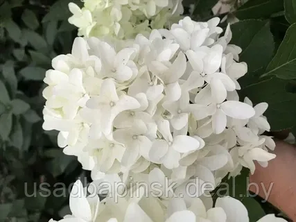 Hydrangea paniculata Skyfall ...