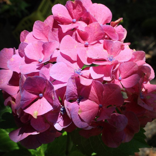 Гортензия крупнолистная Sibilla (Hydrangea macrophylla ...