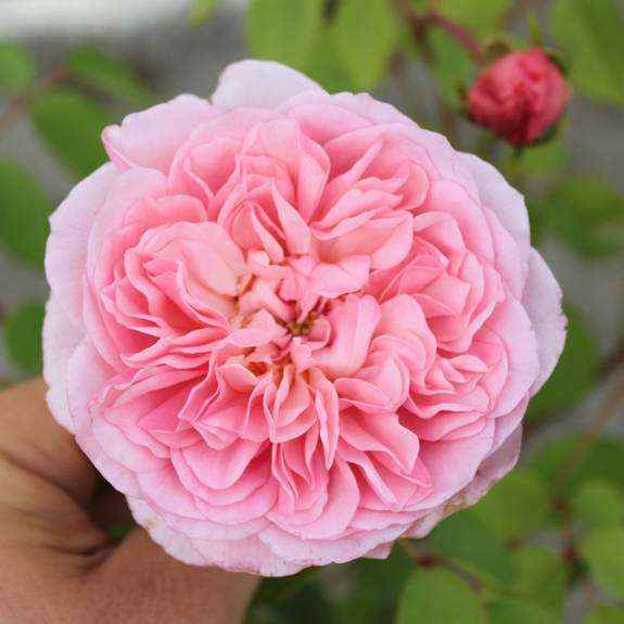 A Sonia rose... my favorite. | Beautiful rose flowers ...