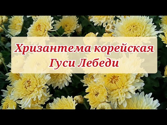 Хризантема корейская Гуси Лебеди - YouTube