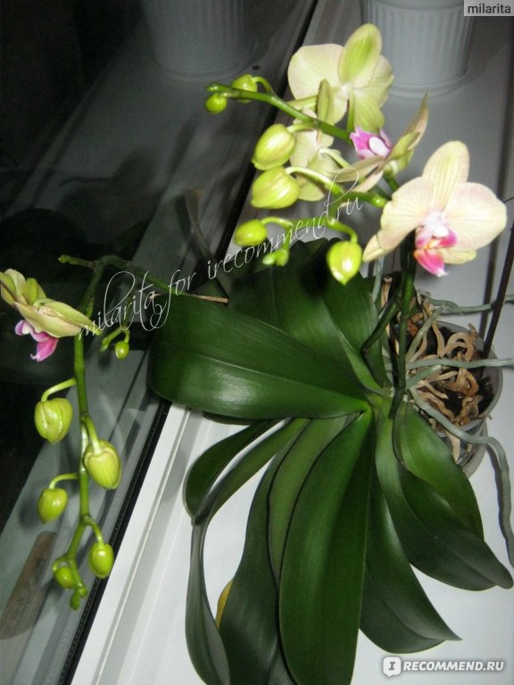 MO98 Phalaenopsis LD Sun Dragon (Mituo ...