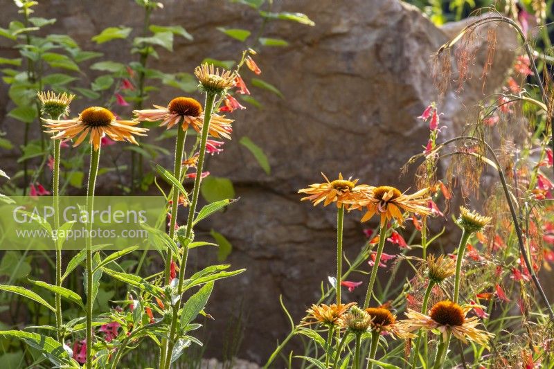 Orange Echinacea 'Big Kahuna' corn flower in flower during ...