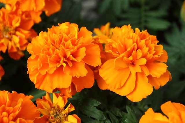 Каталог Бархатцы отклоненные (Tagetes patula F1) Bonanza Gold ...