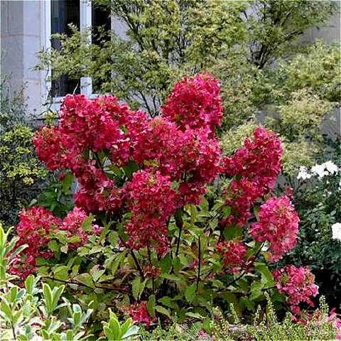 Метельчатая гортензия «Даймонд Руж» (Hydrangea paniculata ...