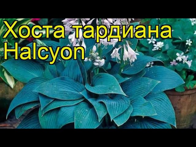 Солнце и хосты: лучшие сорта для яркого сада