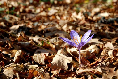 Крокус осеннецветущий Speciosum