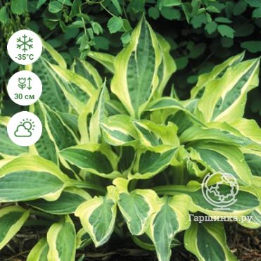 Hosta.com.ua. Хоста Paisley Border (Пейсли Бордер) из частной ...