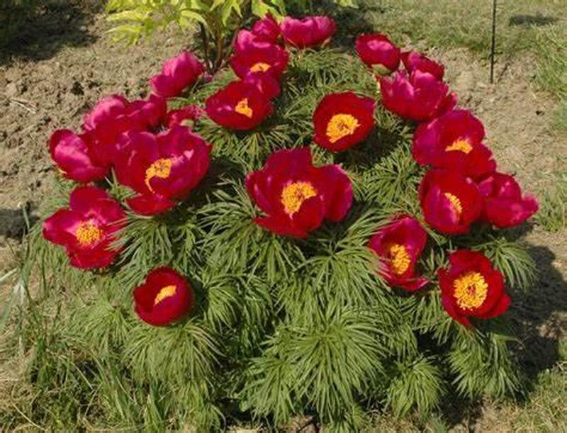 Paeonia tenuifolia 