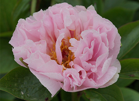 Paeonia lactiflora Pink Vanguard - Pivoine herbacée semi ...