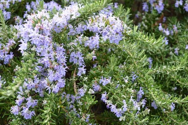 Розмарин лекарственный Rosmarinus officinalis 1,5 л — саженцы ...