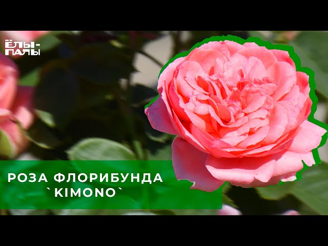 Саженцы Роза флорибунда Кимоно/Цкор 1 шт. | арт.1224688