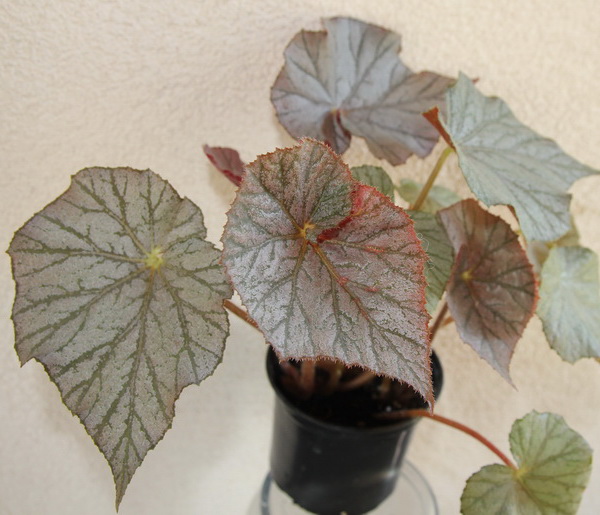 Begonia corallina Lucerna ...