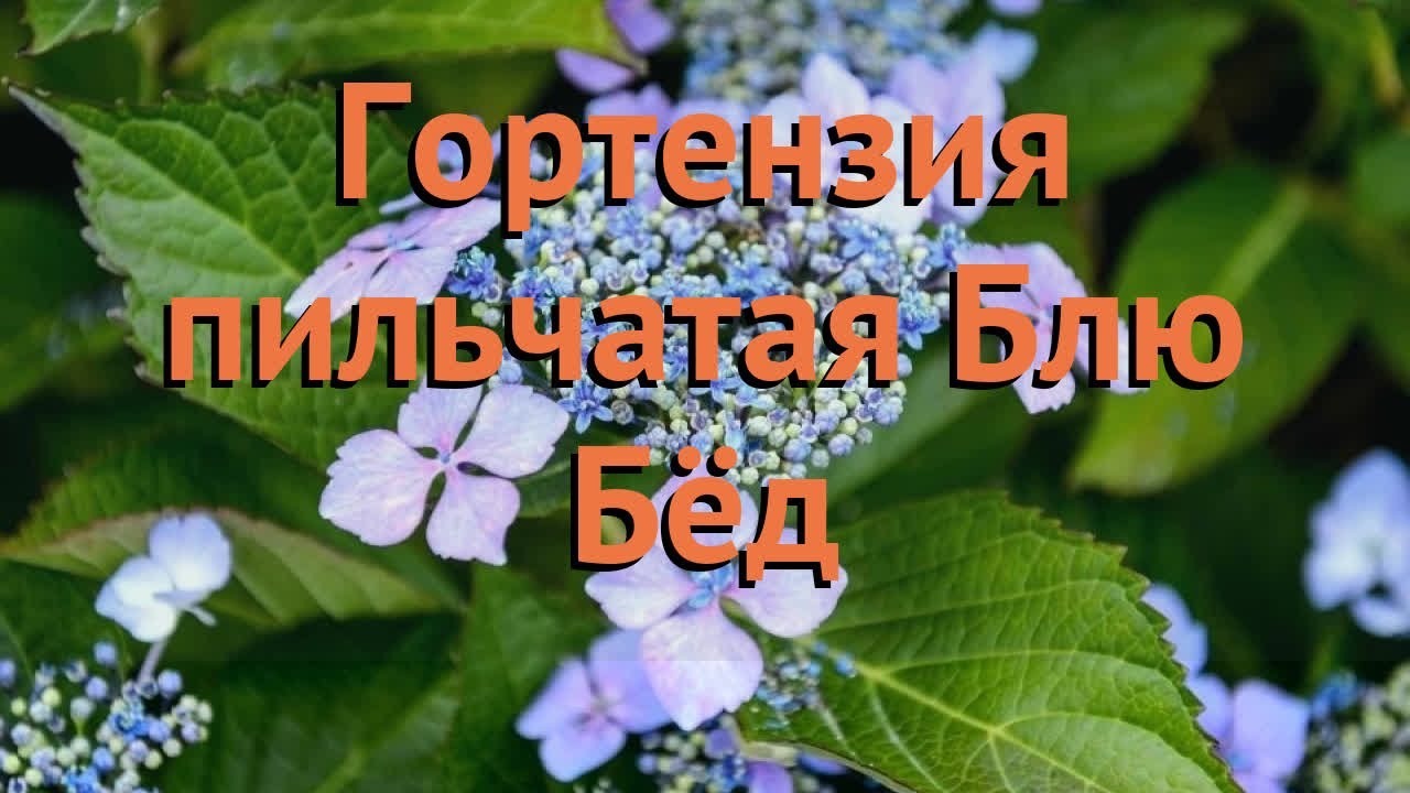 Пильчатая гортензия Блюберд 🌸 Настоящие размеры на третий ...