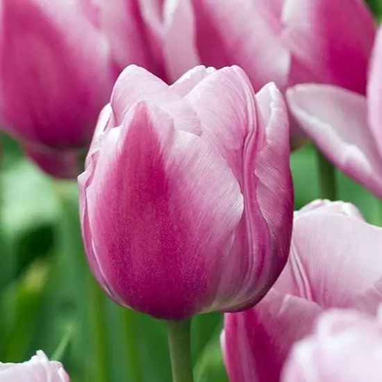 Tulipa Aafke - Tulip | Garden-en.com