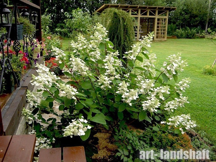 Гортензия метельчатая (Hydrangea paniculata `Kyushu ...