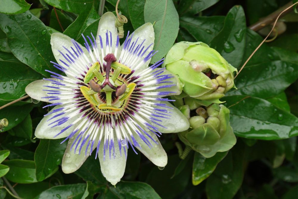 Пассифлора Фоэтида (Passiflora foetida): купить 2 семени с ...