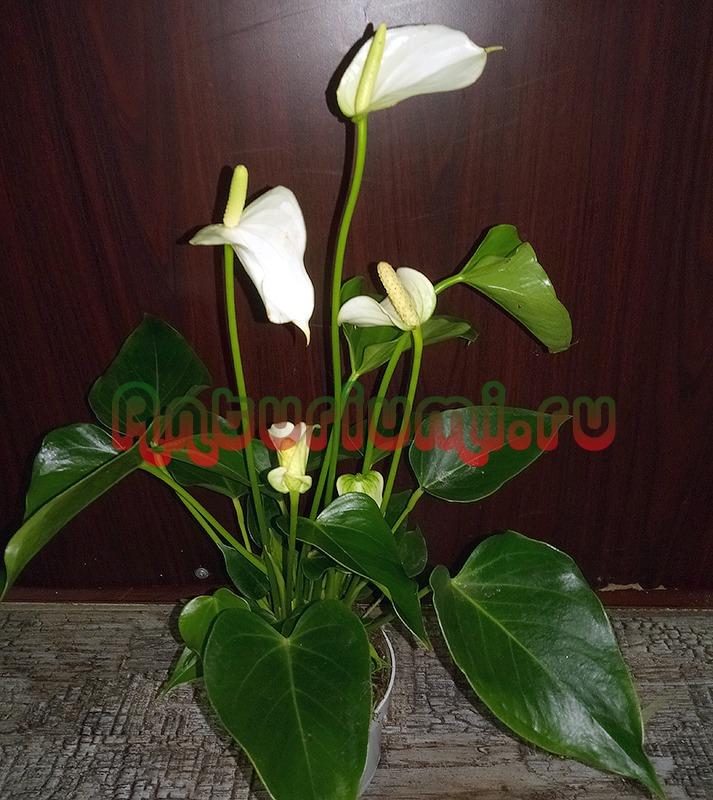 Anthurium White | Im selbstbewässernden Topf - www ...