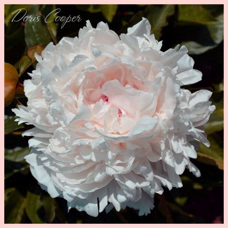 Doris Cooper | American Peony Society